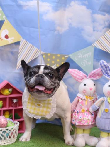 20240316桃ちゃん